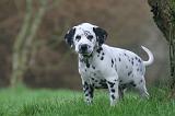 DALMATIEN 472